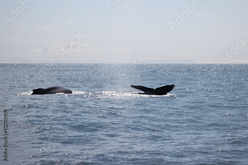 Whales and dolphins of the coast of Orange County , California.
