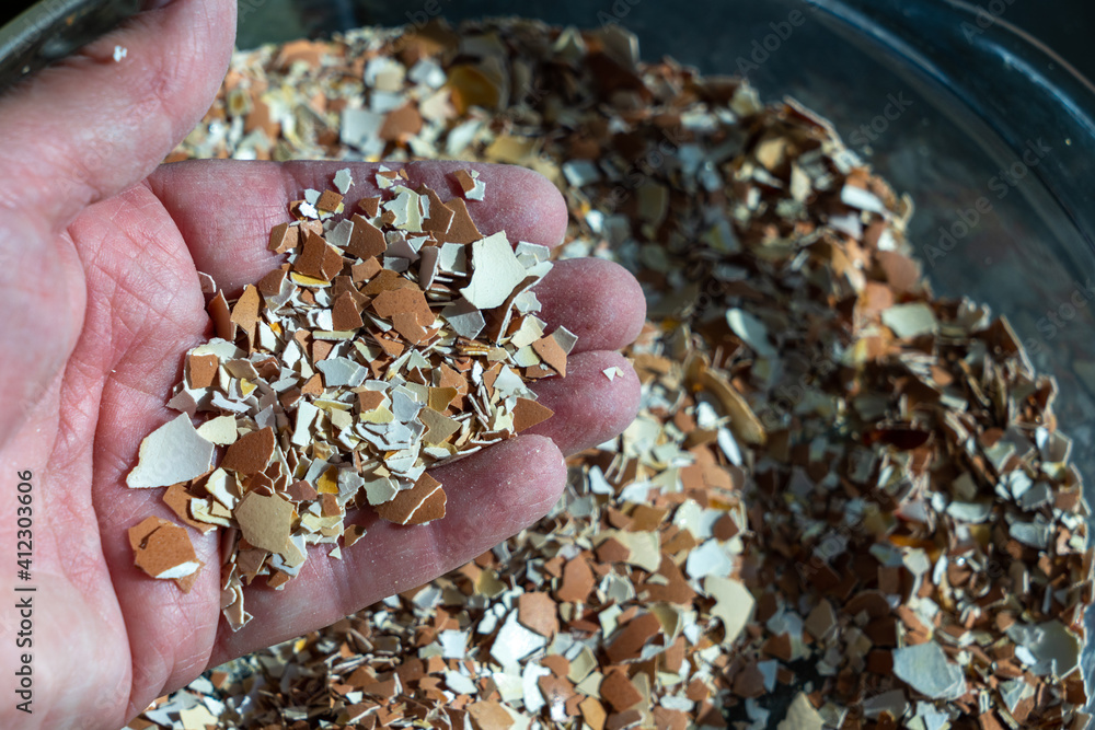 A hand holding crushed eggshells. The shells have been baked, then