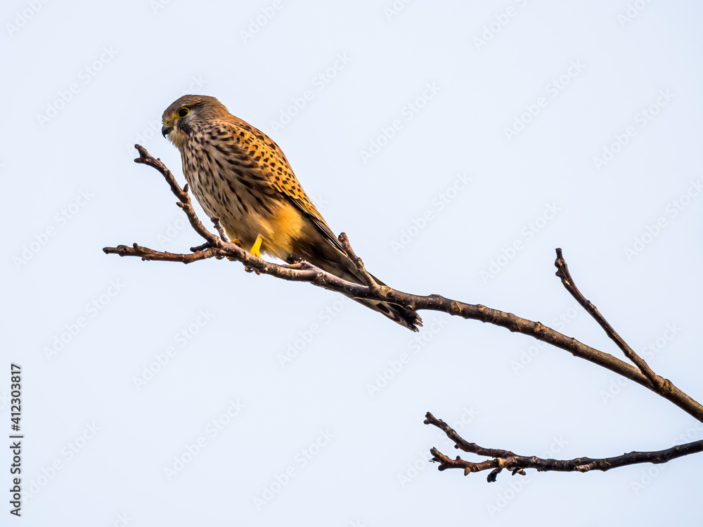 Falcon perching on bare branch on light blue sky background Falcon perching on bare branch on light blue sky background