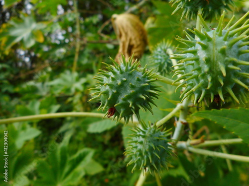 planta fruto mamona - ricinus communis photo