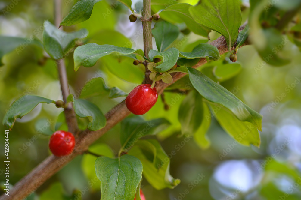 Fototapeta premium Cornelian cherry