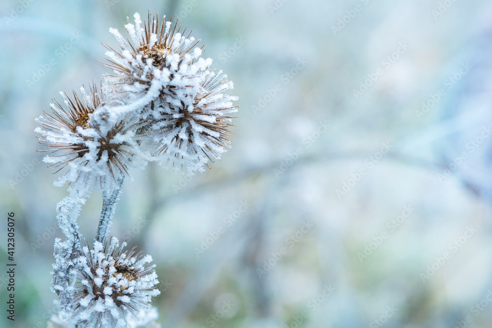 The plant covered with frost. Dry thorny burdock in winter on a blurry background. Thistle, bur, burdock, thorn, Arctium. Winter natural background. Burdock in selective focus