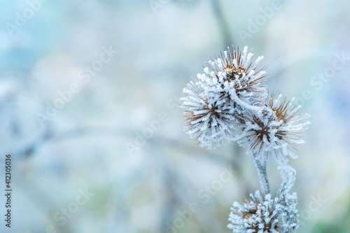 The plant covered with frost. Dry thorny burdock in winter on a blurry background. Thistle, bur, burdock, thorn, Arctium. Winter natural background. Burdock in selective focus © Yamagiwa