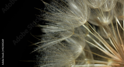 Macro of dandelion fluffy bloom, abstract background and texture for your design, dark moody composition with light and shadow, closeup, copy space