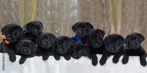 Photography black lab litter of puppies