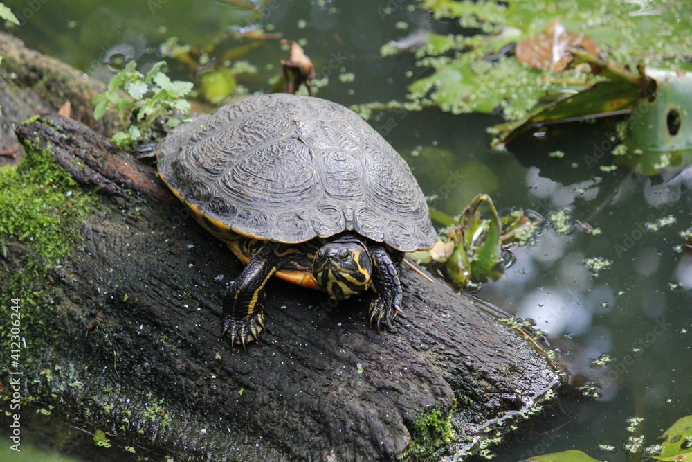 a cumberland turtle at a wooden log in a pond in an animal park closeup in springtime a cumberland turtle at a wooden log in a pond in an animal park closeup in springtime