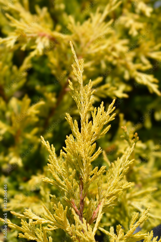 Creeping juniper Lime Glow Creeping juniper Lime Glow