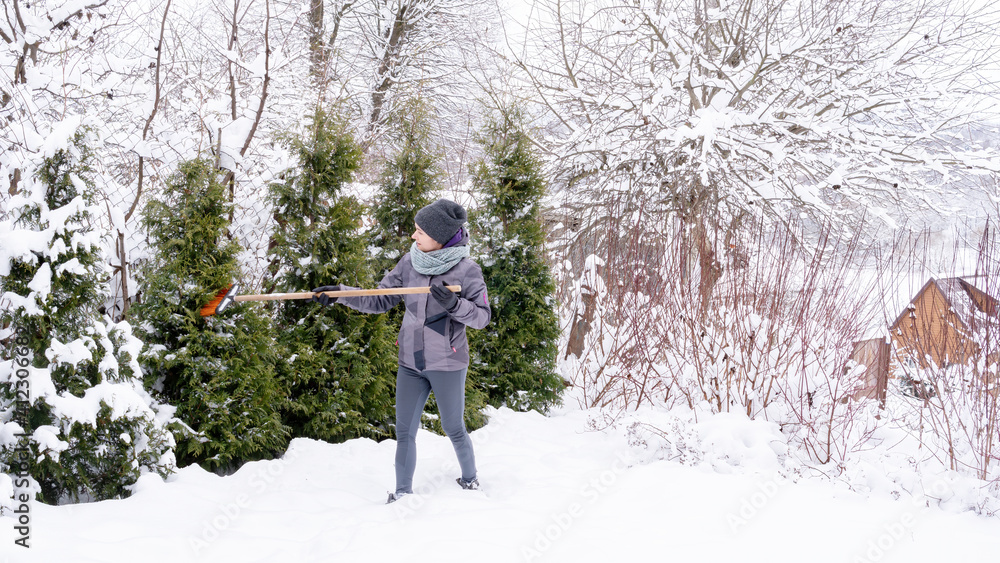 Figure 2. After clearing snow from garden conifers. The gardener cleans the snow from the trees with a broom after a blizzard so that the branches do not break under the weight of the snow.