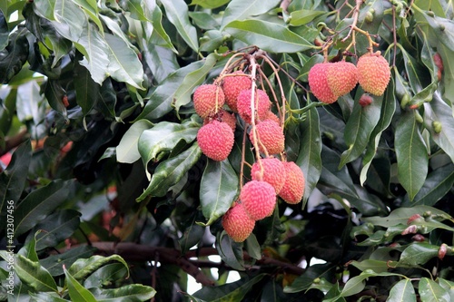 planta fruta lichia - litchi chinensis photo