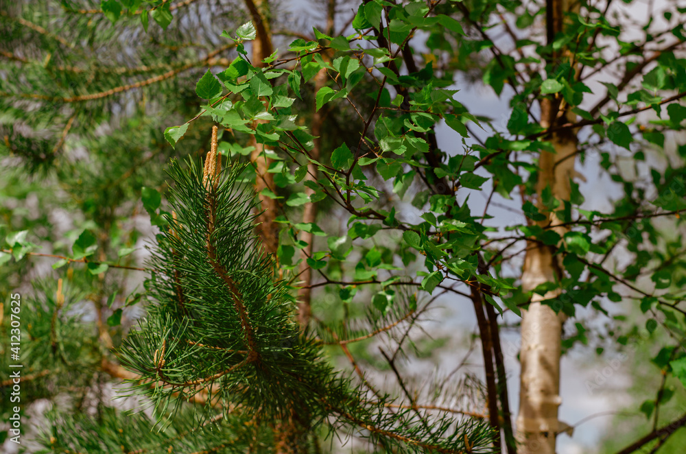 Young green foliage blooms in the trees. Birch tree with fresh green leaves in a meadow in the village. Nature awakening in spring. Rural landscape and countryside. Young green foliage blooms in the trees. Birch tree with fresh green leaves in a meadow in the village. Nature awakening in spring. Rural landscape and countryside.