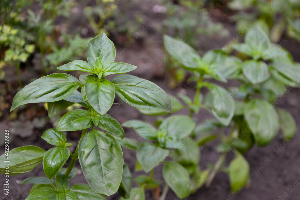 Basil plant in the garden. Fresh herbal basil plant. Fresh green leaves of thai basil. Cooking seasoning. Italian cuisine herb. Basil plant in the garden. Fresh herbal basil plant. Fresh green leaves of thai basil. Cooking seasoning. Italian cuisine herb.