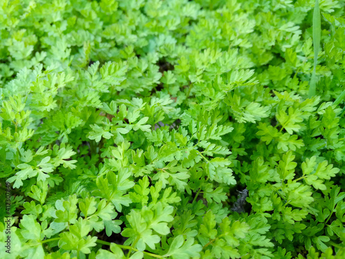 Spring Blooming field - bright green plants, grass and wildflowers with young foliage on a bright warm sunny day in early spring.