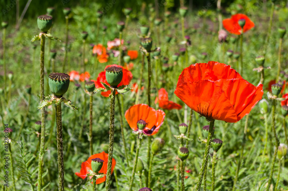 Obraz premium Poppy flowers or papaver rhoeas poppy in garden, early spring on a warm sunny day, bright beautiful background.