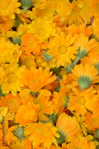 Calendula flowers harvest. Calendula for dried medical herb. Marigold herbal plant. Wild nature herbal plant. Garden herb. Calendula blossom background.