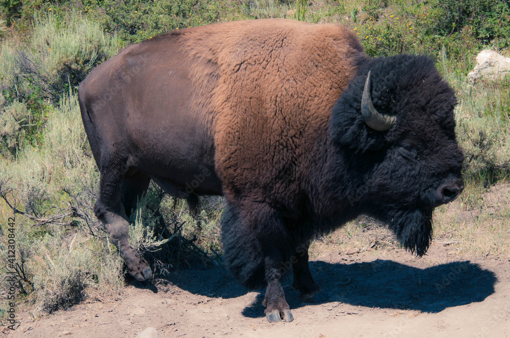 Bull Bison in Yellowstone Park Bull Bison in Yellowstone Park