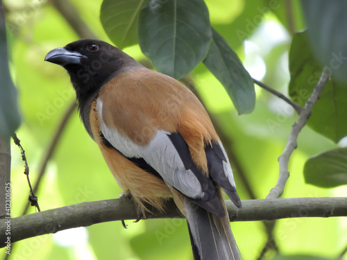 Εκτύπωση καμβά Closeup shot of a hooded pitohui on a tree branch