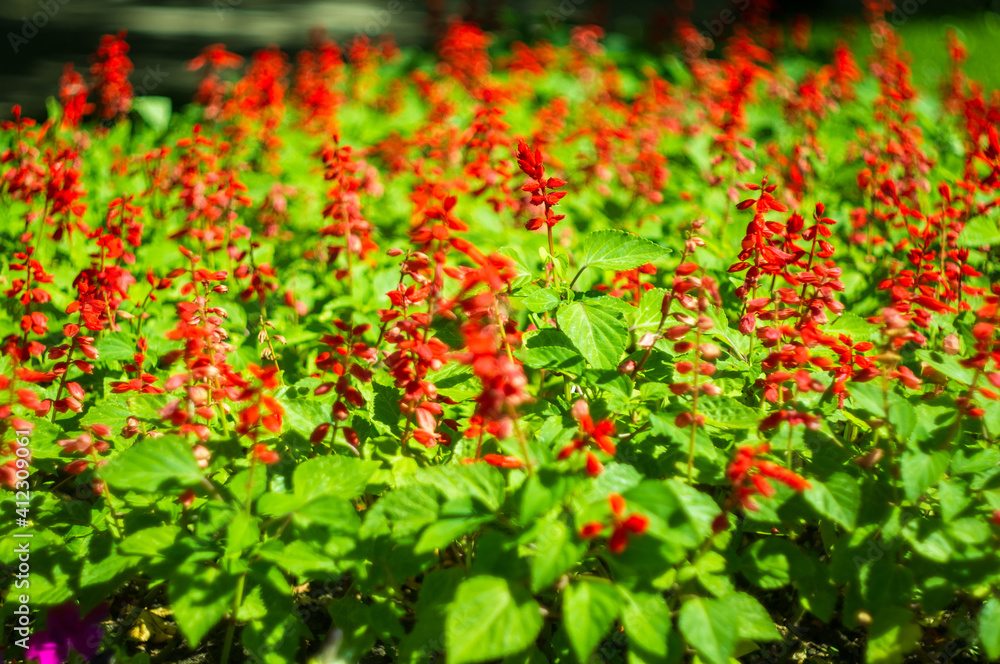 Scarlet sage, Salvia splendens, Vista Red, tropical sage, bright red flowers and green sage leaves in early spring, close-up