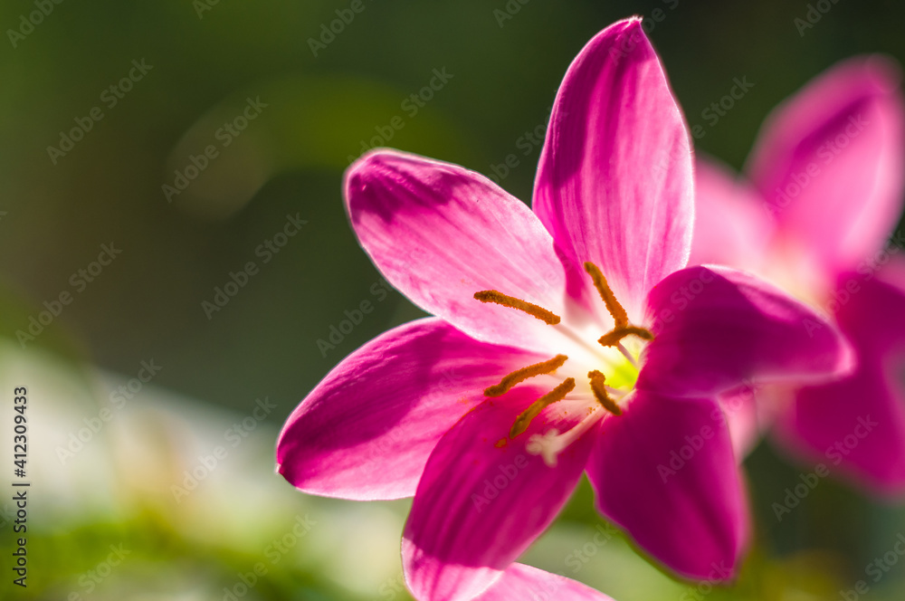 decorative pink flower rain lily Zephyranthes grandiflora on blurred background closeup, decorative pink flower rain lily Zephyranthes grandiflora on blurred background closeup,