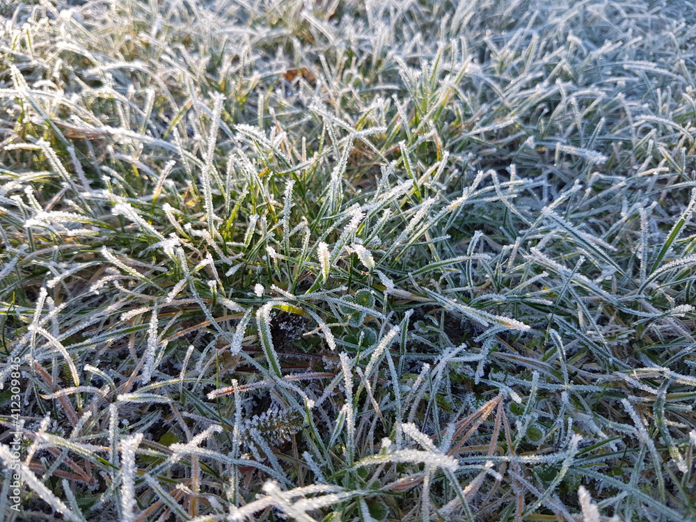 Grass and leaves in hoarfrost on frozen ground in winter