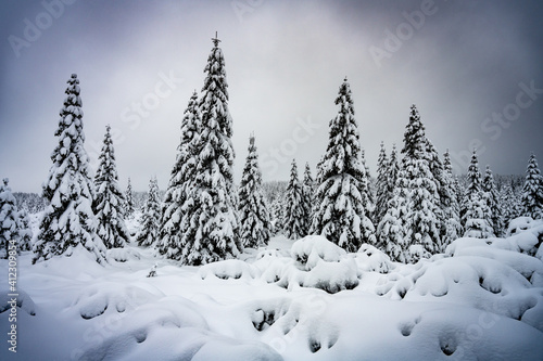 Trees covered by snow. Winter in mountain forest.