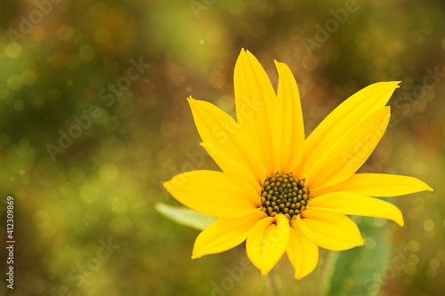 Yellow flower. Blur background