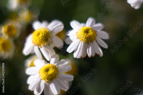 Blooming camomile  beautiful nature scene  summer background  selective focus