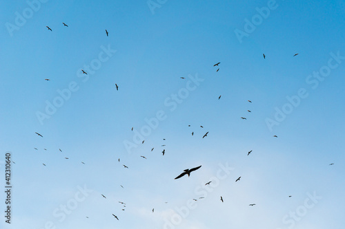 Gulls flying in the sky