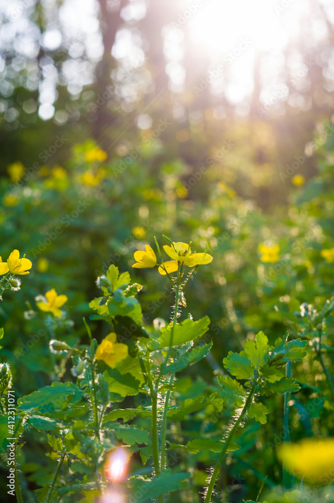 Obraz premium Flowers and leaves Celandine Chelidonium majus with natural sun light, early spring on a warm sunny day, a bright beautiful background.