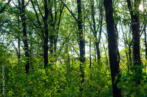 Spring landscape - bright green trees with young foliage on a bright warm sunny day in early spring. © Wingedbull