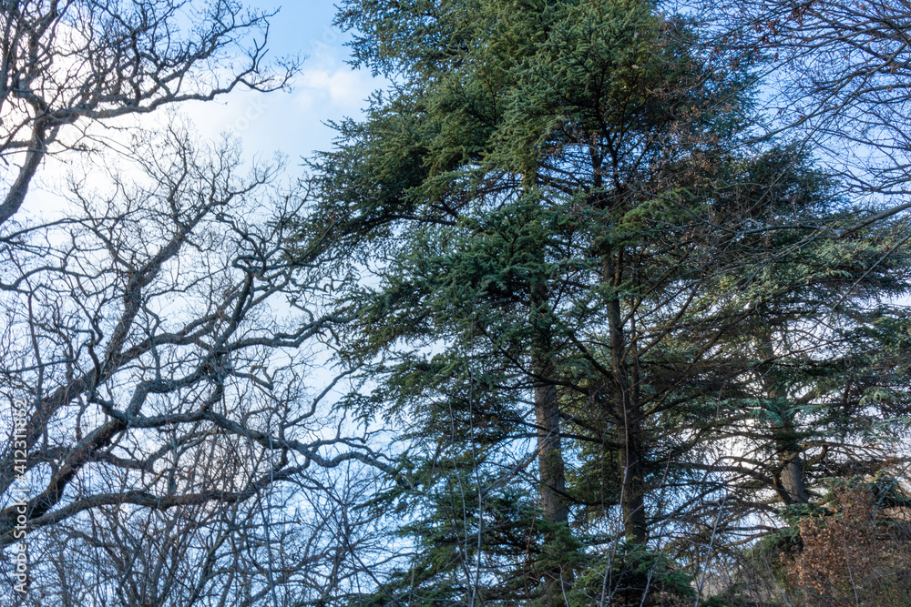 beautiful, natural, green, coniferous trees in the forest, in the mountains, on a good day on a trip, travel, vacation, walk beautiful, natural, green, coniferous trees in the forest, in the mountains, on a good day on a trip, travel, vacation, walk