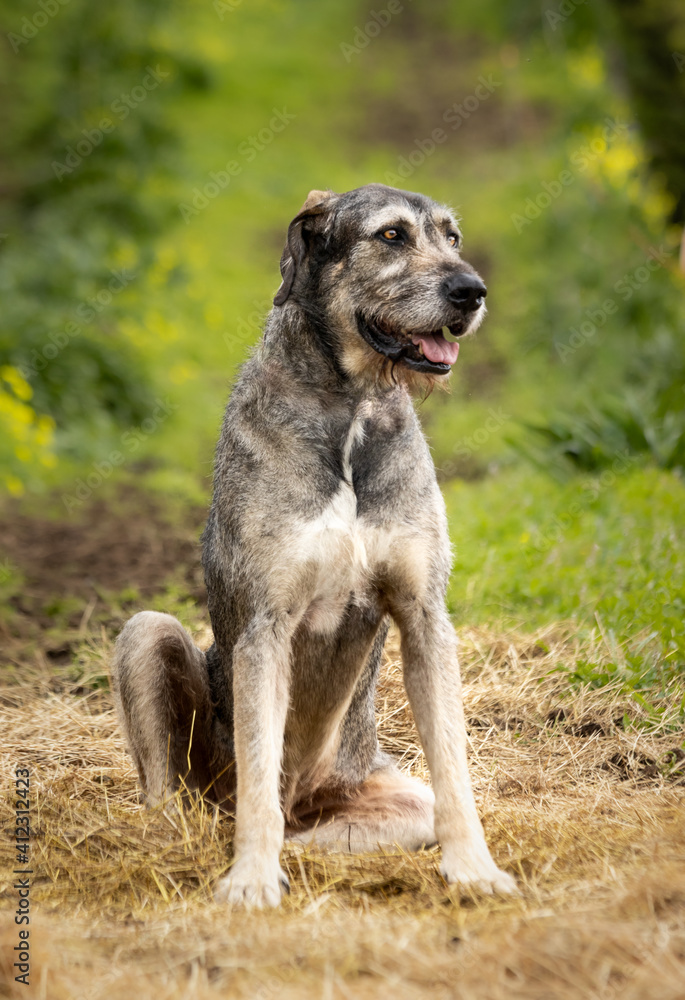 Portrait of Irish Wolfhound, sitting in hay, looking to the side. Portrait of Irish Wolfhound, sitting in hay, looking to the side.