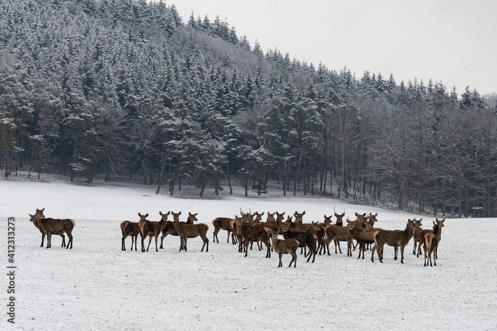 harde de biches et de jeunes cerfs en hiver, dans la neige. harde de biches et de jeunes cerfs en hiver, dans la neige.