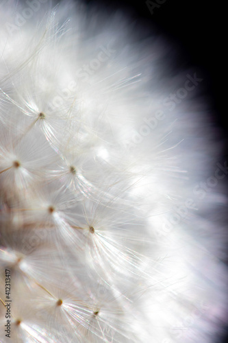 close up of seeds