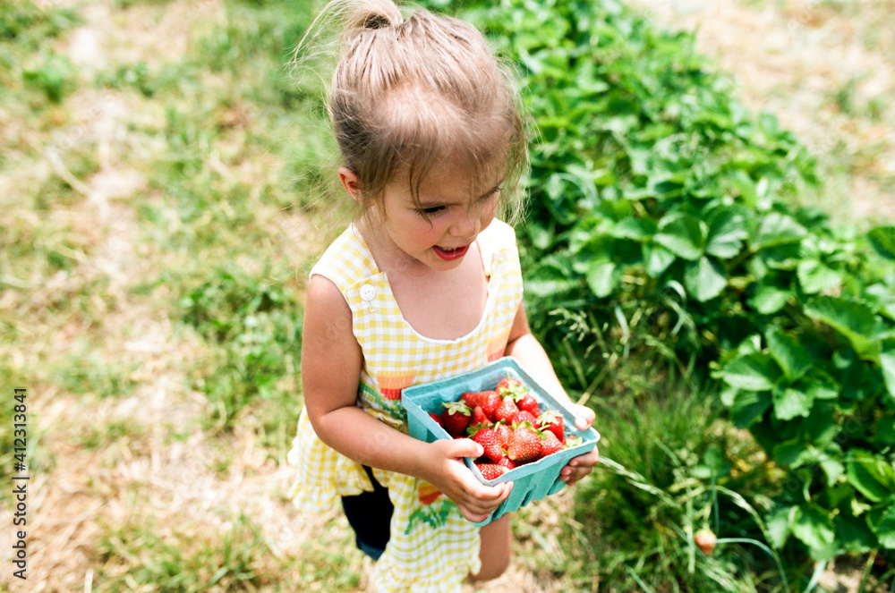 little girl holding a basket of strawberries little girl holding a basket of strawberries