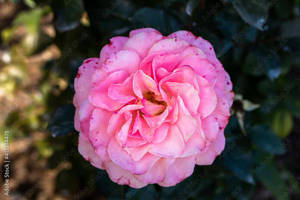 Pink Rose blooming in a flower garden.