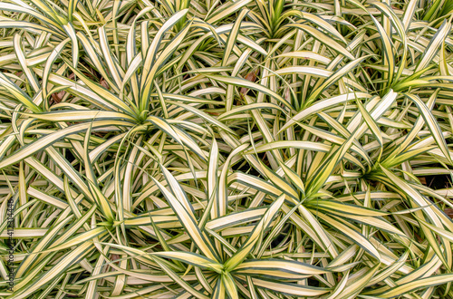 Nature background of plant, Chlorophytum comosum, spider plant, Copy space, Selective focus.