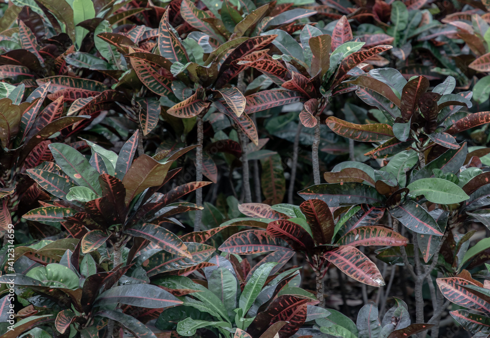 Obraz premium Colorful Croton Leaves Background. Beautiful natural backdrop with croton plant at tropical park.