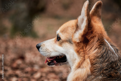 English Shepherd dog breed is smallest in world. Close up portrait of charming Pembroke Welsh corgi. Walk with dog in nature in fresh air in forest. © Ekaterina