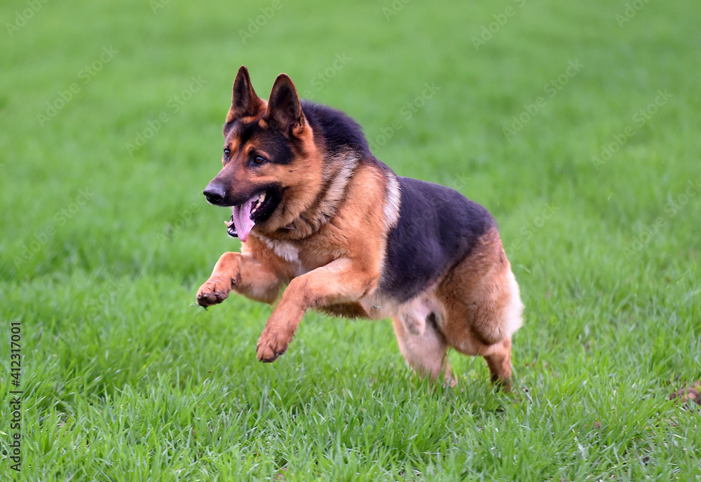 a nice and strong shepherd dog a nice and strong shepherd dog