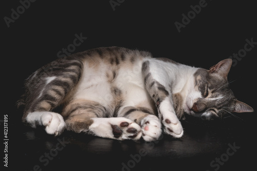gatto che dorme su sfondo nero photo