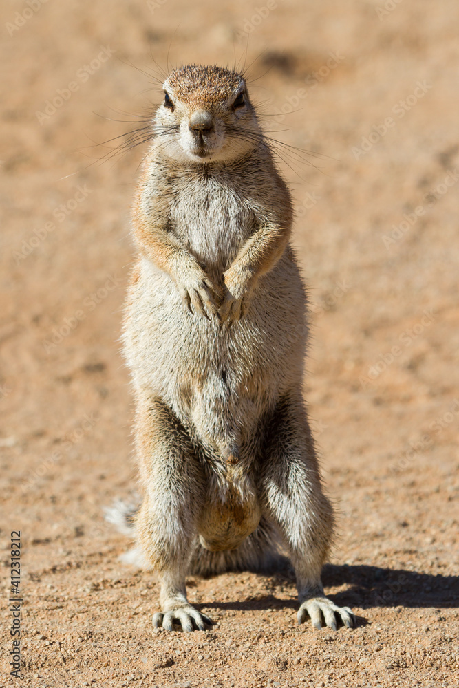 Fototapeta premium Cute and curious squirrel in the desert of Namibia