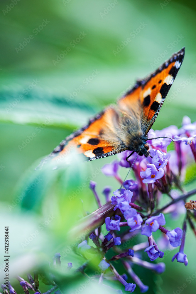 Obraz premium butterfly on the blue Buddleja davidii