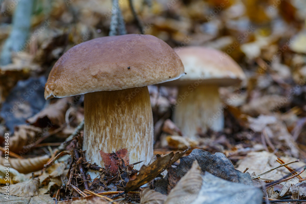 Fototapeta premium Mushroom in forest Porcino, bolete, boletus.White mushroom on green background.Natural white mushroom growing in a forest.
