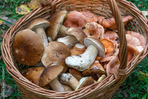 Autumn Cep Mushrooms. Basket with porcini mushrooms on the background of a tree.Cooking delicious organic mushroom.