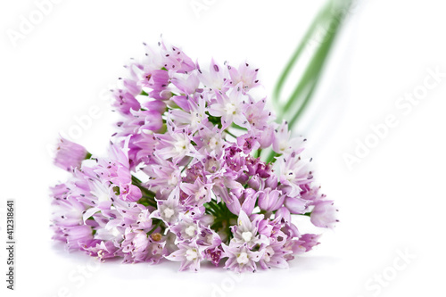 Wild onion pink flowers isolated on a white background. 