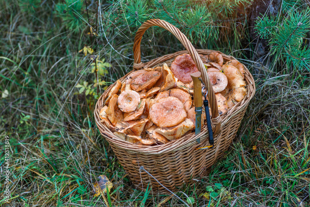 Autumn Cep Mushrooms. Basket with porcini mushrooms on the background of a tree.Cooking delicious organic mushroom. Autumn Cep Mushrooms. Basket with porcini mushrooms on the background of a tree.Cooking delicious organic mushroom.