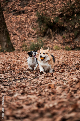 Two English breeds of dogs hunting and herding play together. Smooth haired Jack Russell Terrier and charming young Welsh corgi Pembroke tricolor color runs through autumn forest and plays with ball.