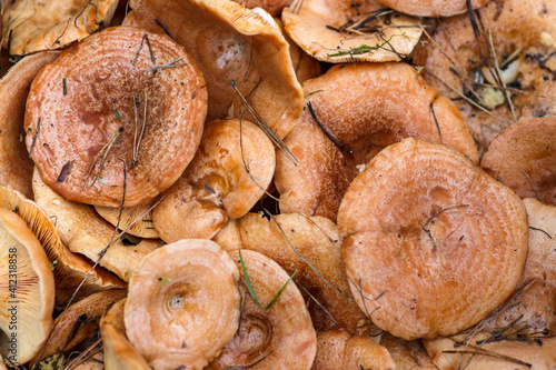 Basket with mushrooms (Lactarius deliciosus).Saffron milk caps or lactarius deliciosus showing its texture photo