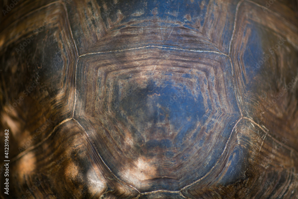 An Ancient Tortoise Feeds on Greenery An Ancient Tortoise Feeds on Greenery