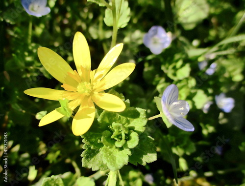 Lesser celandine  spring buttercup (Ficaria verna). Bright yellow wild flower. photo